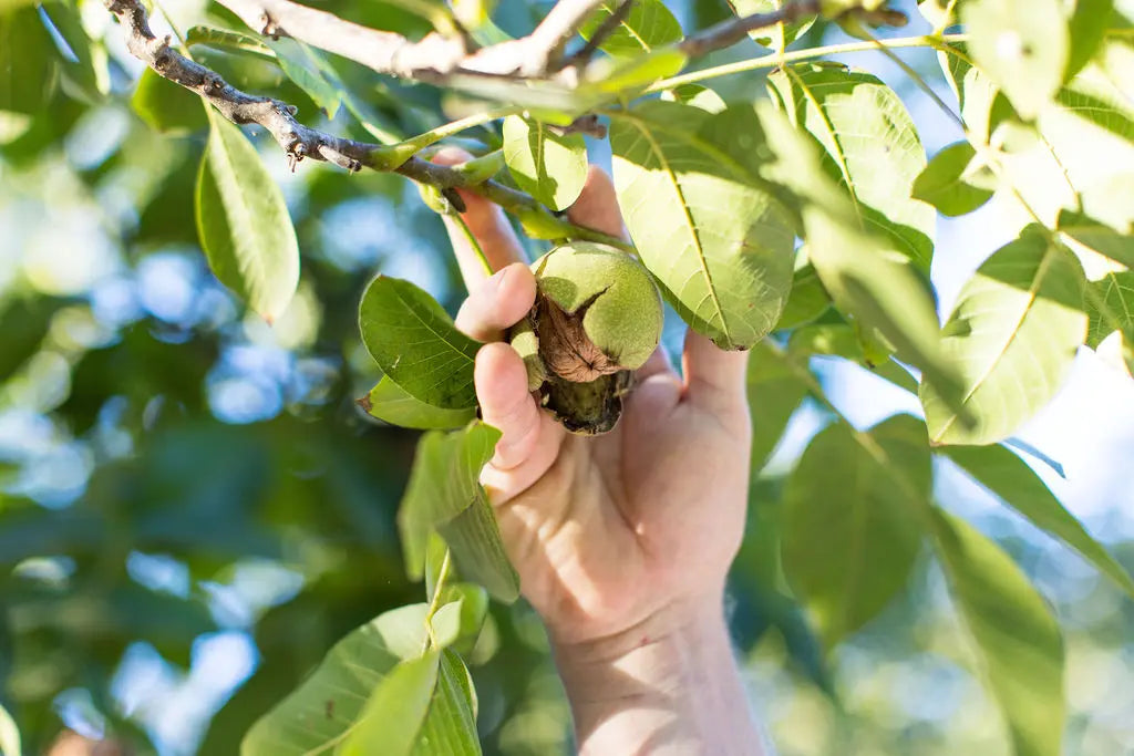Harvest Valley Regenerative Walnut Orchard