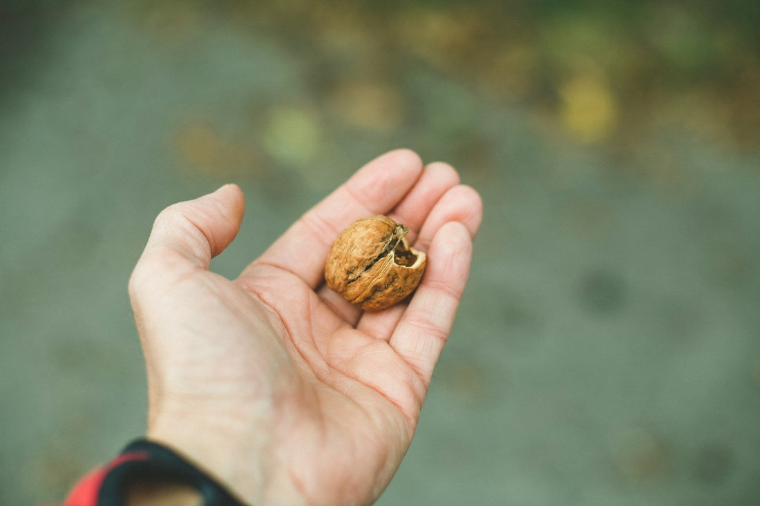 holding a walnut