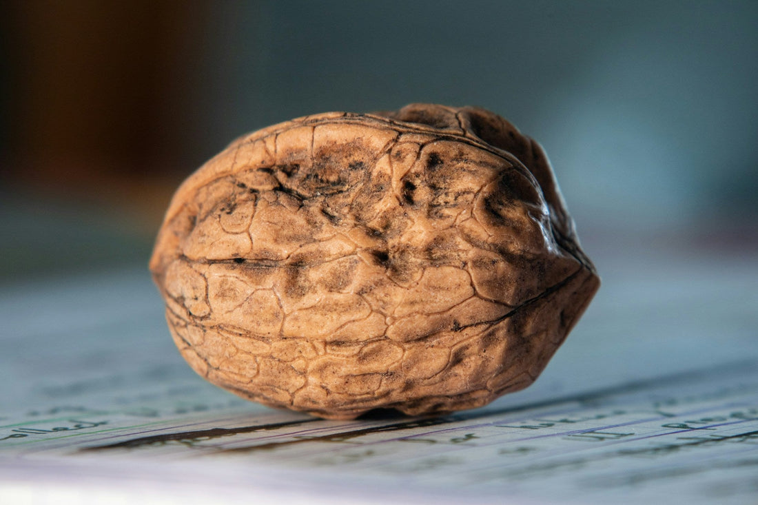 walnut