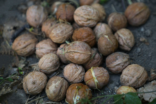 walnuts on the ground